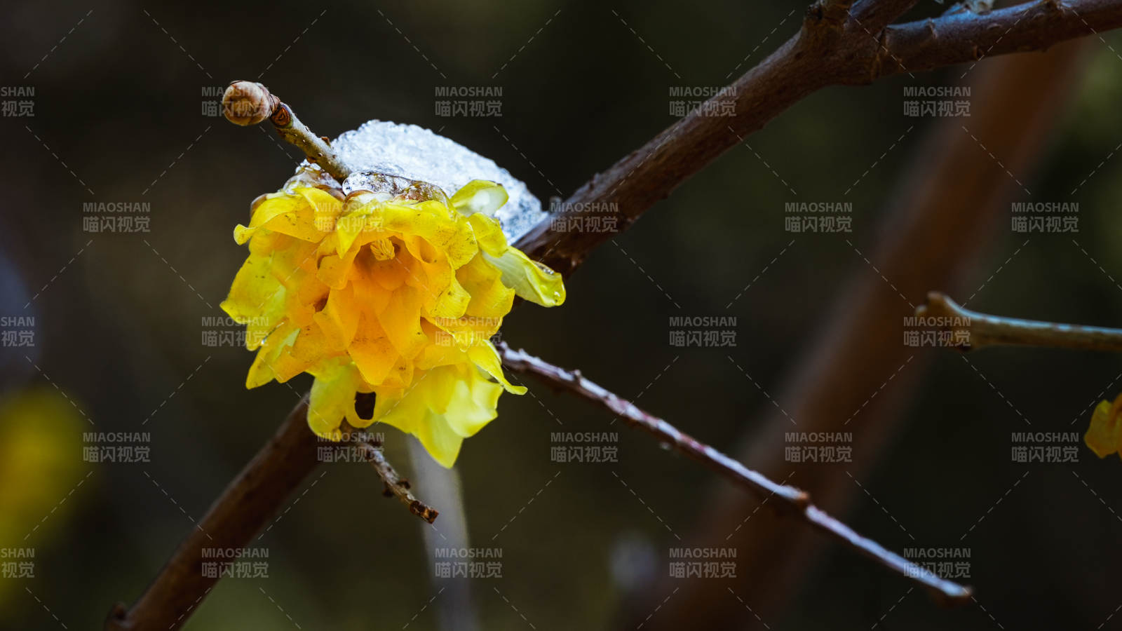 迎春花绽放枝头图片