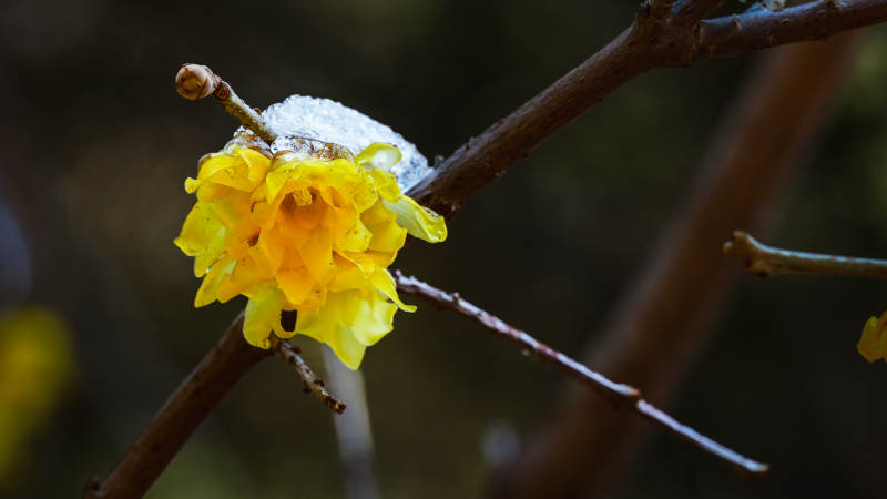 迎春花绽放枝头图片