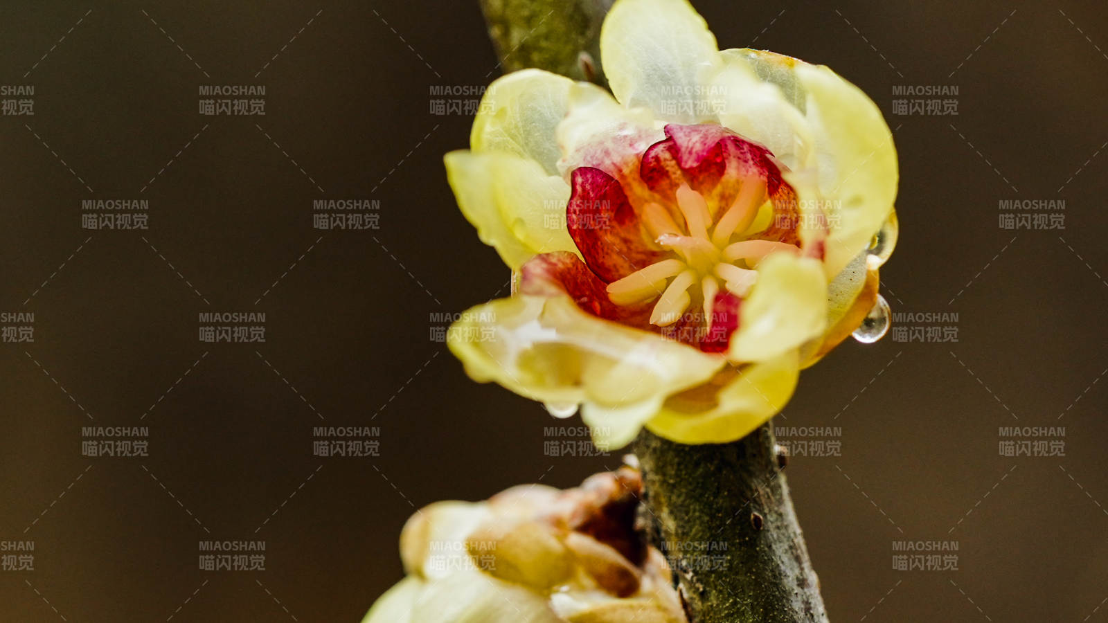 蜡梅绽放枝头图片