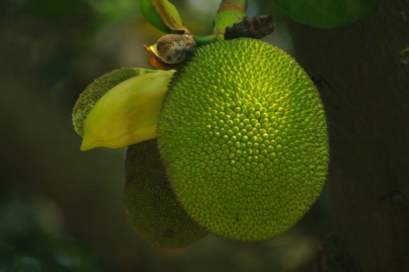 菠萝蜜果实特写图片