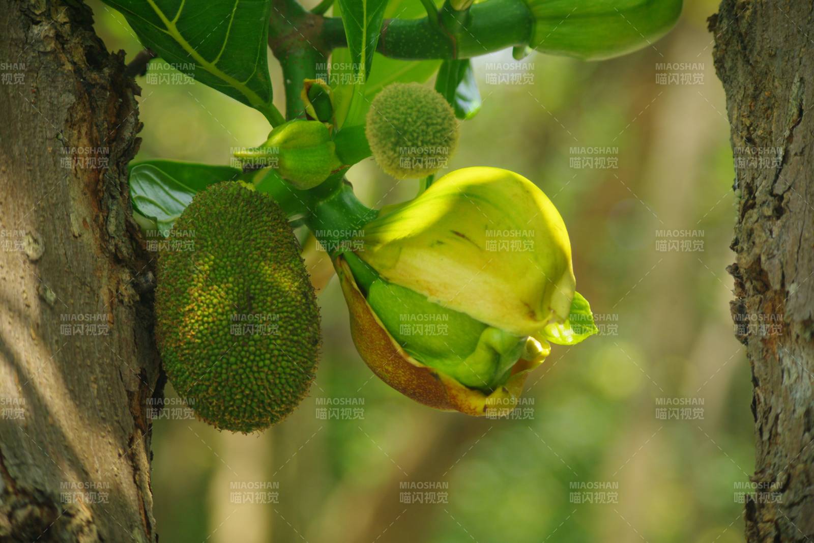 菠萝蜜花果同枝图片