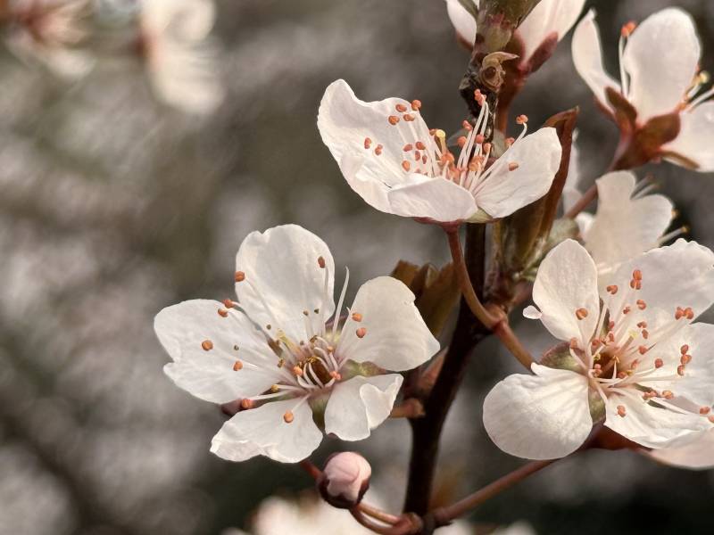 樱花绽放枝头图片