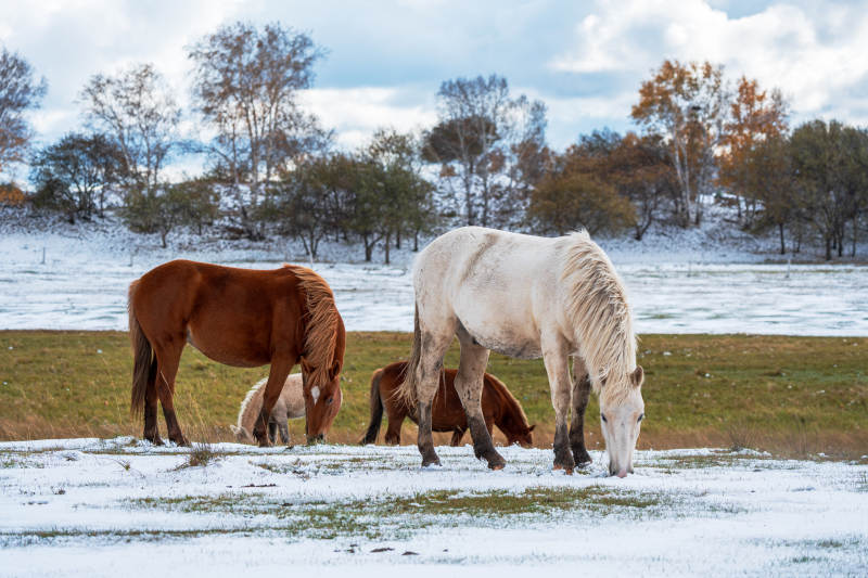 雪地觅食的马群图片