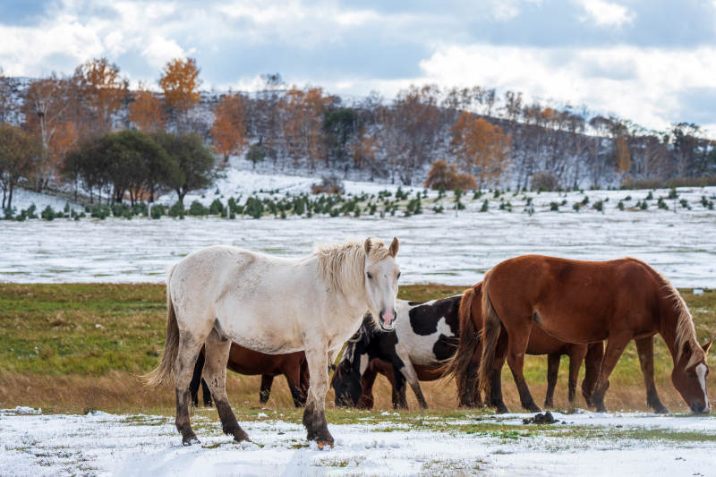 雪原上的马群图片