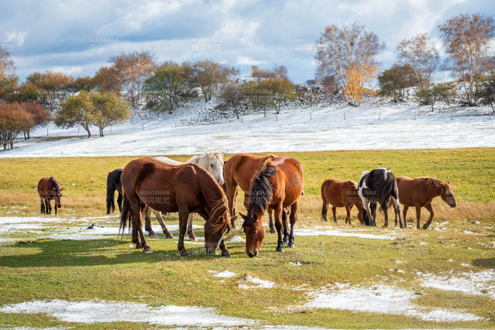 秋季雪地牧马图图片