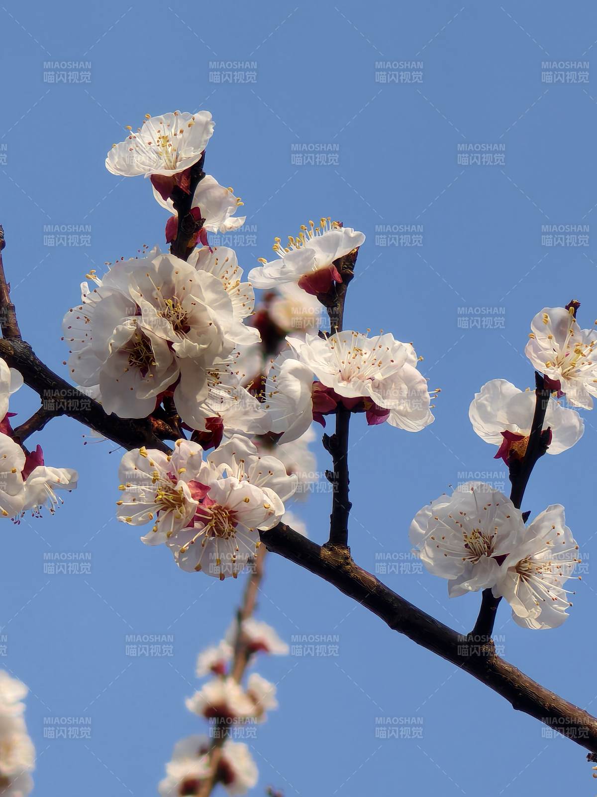 梅花绽放蓝天图片