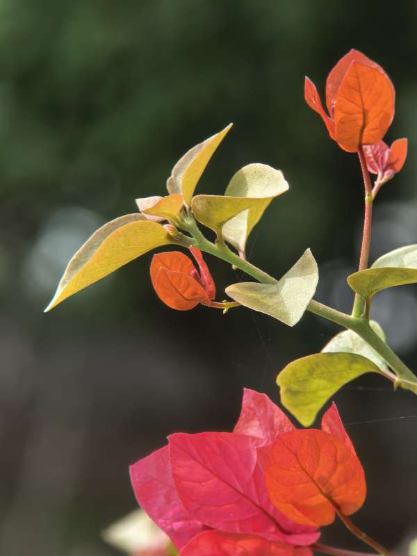 三角梅绽放图片