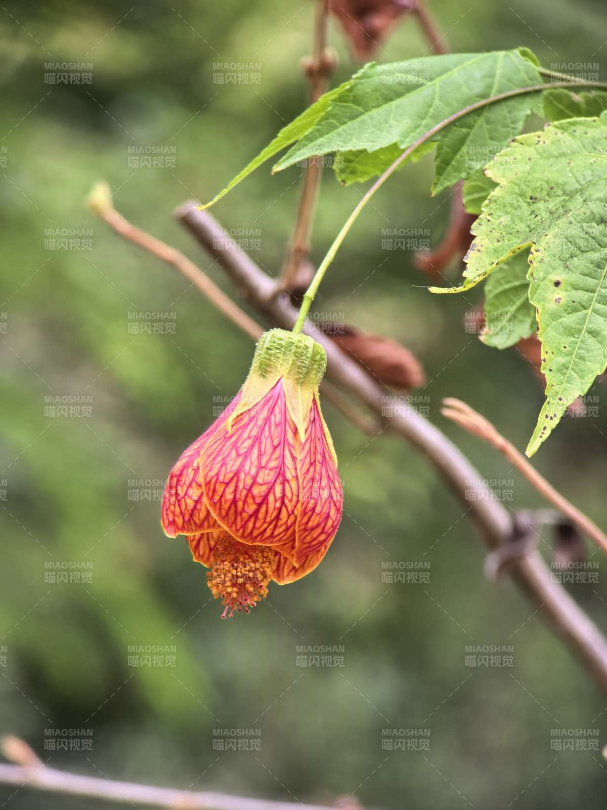 红花垂挂枝头图片