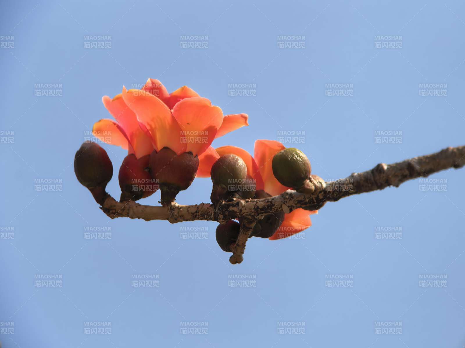 木棉花开枝头图片