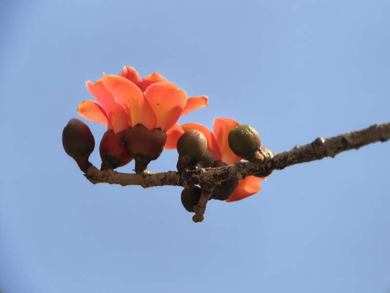 木棉花开枝头图片
