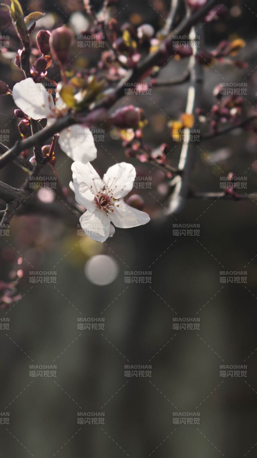 春日樱花绽放图片