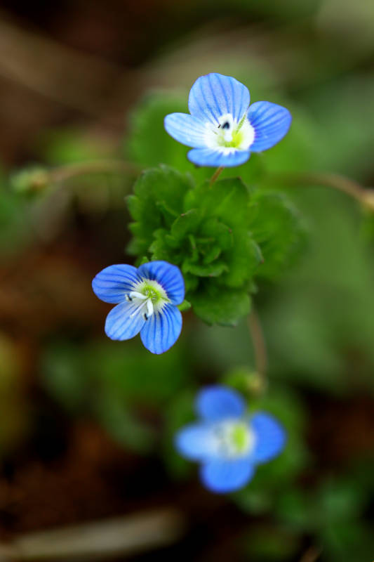 蓝花点缀绿叶间图片