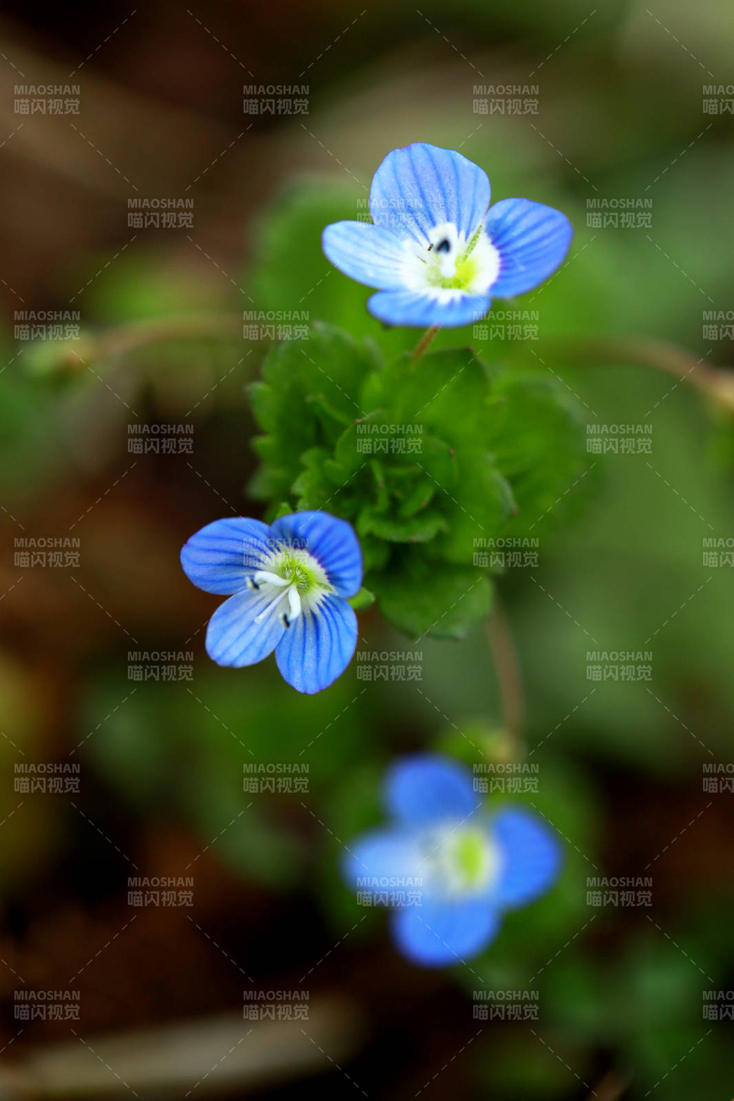 蓝花点缀绿叶间图片
