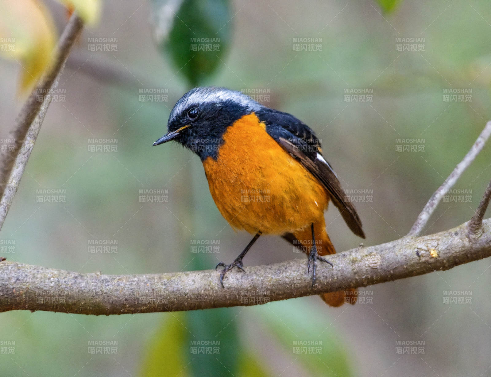 橙腹红尾鸲栖枝图片