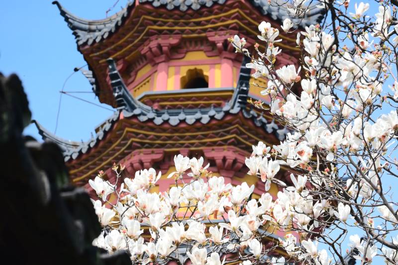 古塔春花绽放图片