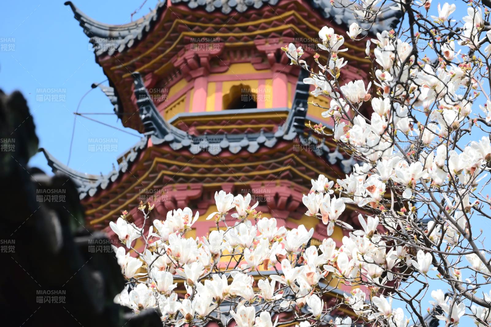 苏州罗汉院双塔春花绽放图片