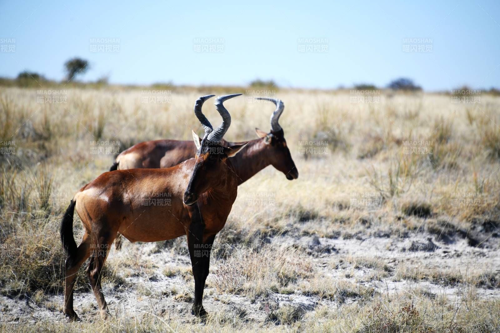 草原上的羚羊图片