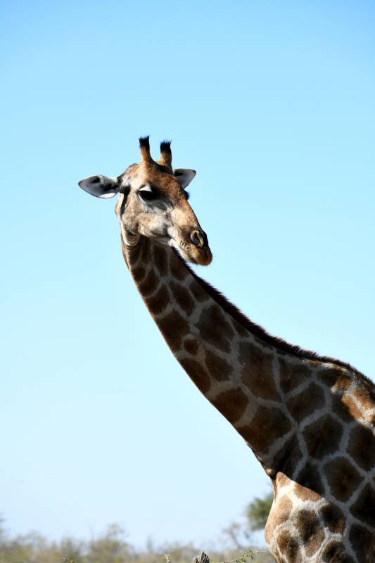 长颈鹿仰望蓝天图片