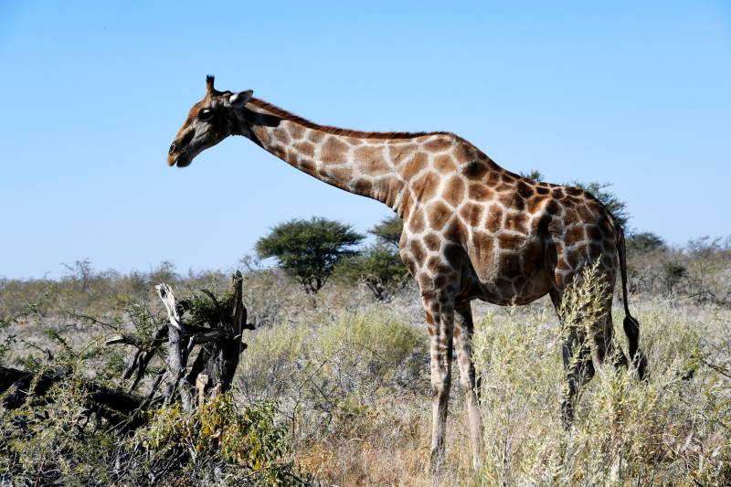 草原上的长颈鹿图片