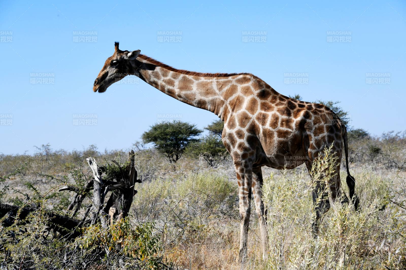 草原上的长颈鹿图片