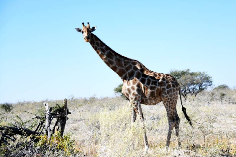 草原上的长颈鹿图片
