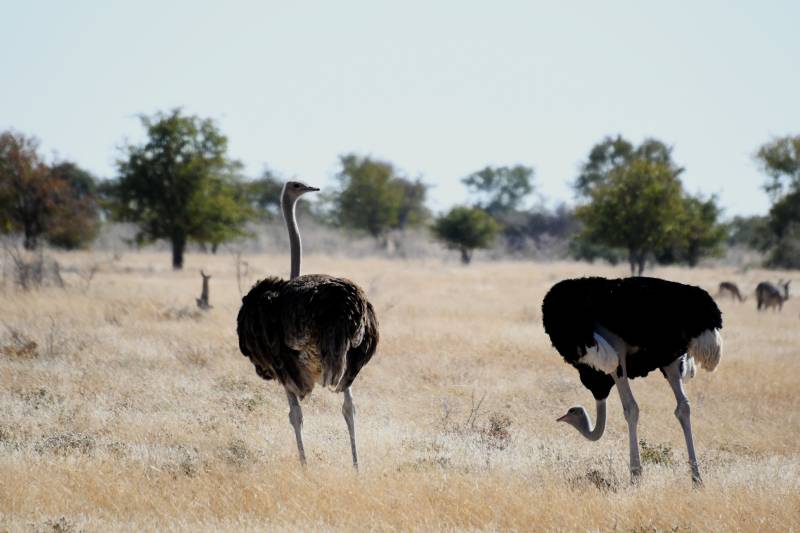 草原上的鸵鸟图片
