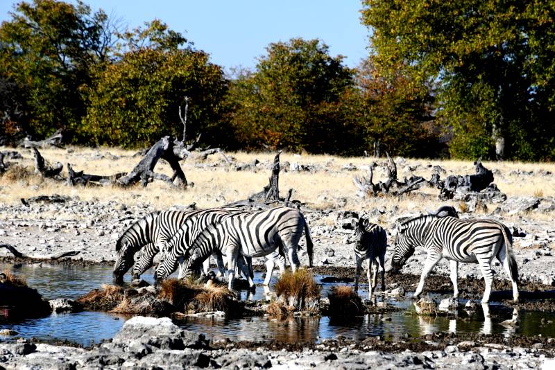 斑马饮水图图片