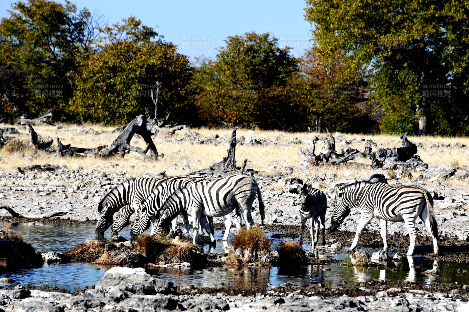斑马饮水图图片