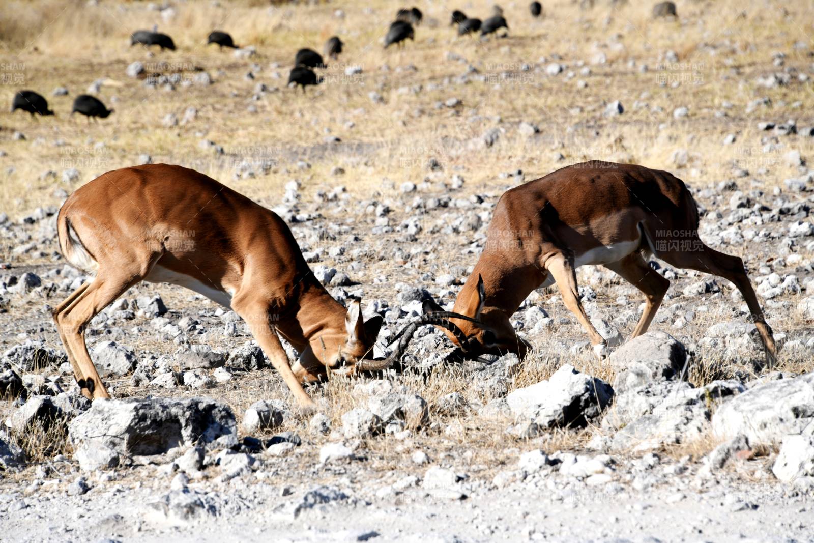 鹿角相抵争斗图片