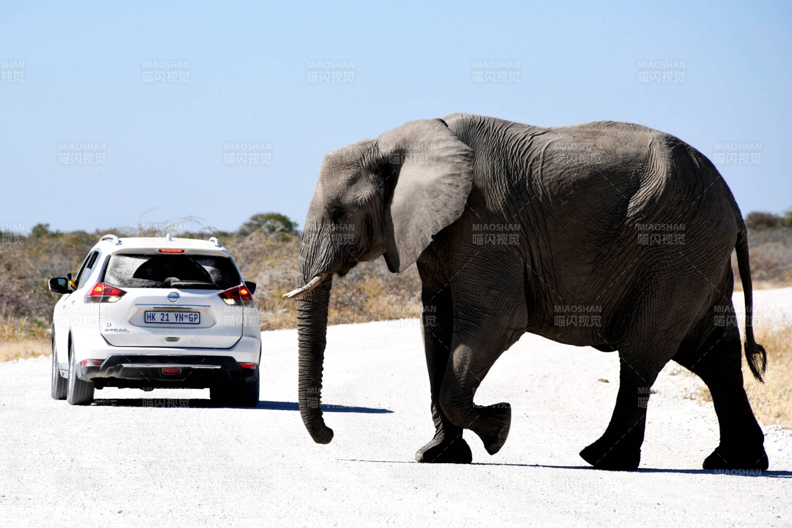 大象横穿公路图片
