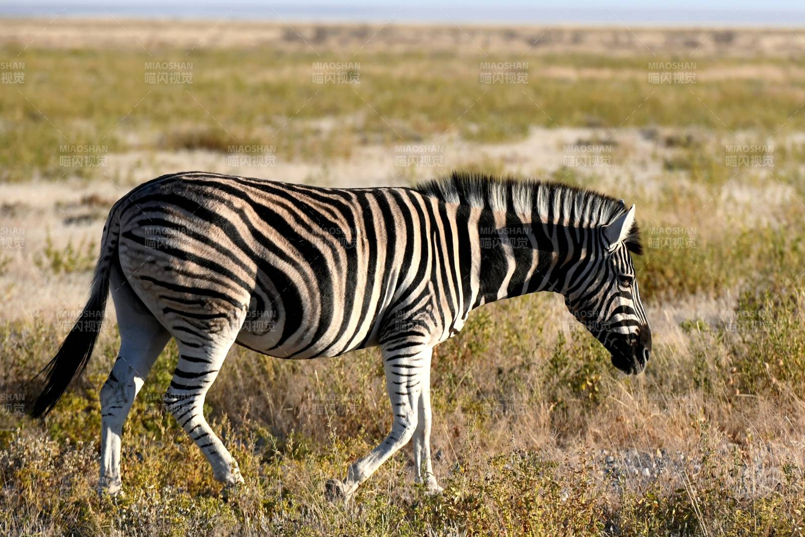 草原上的斑马图片