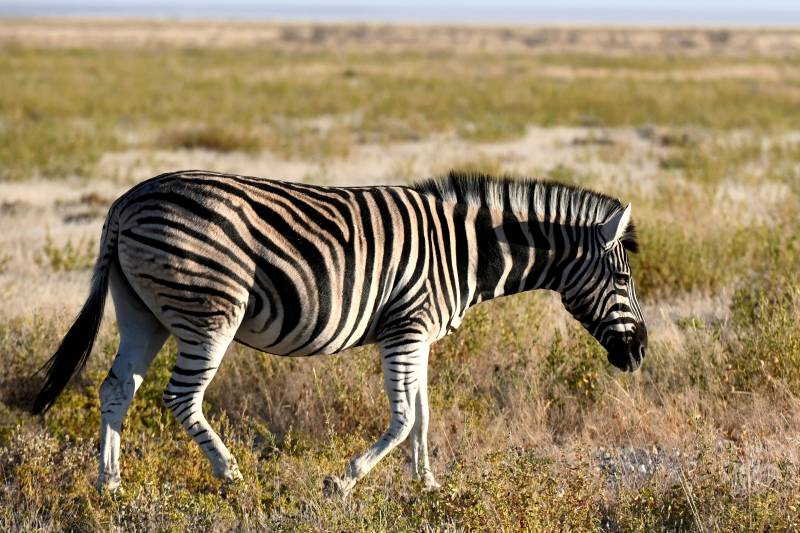 草原上的斑马图片