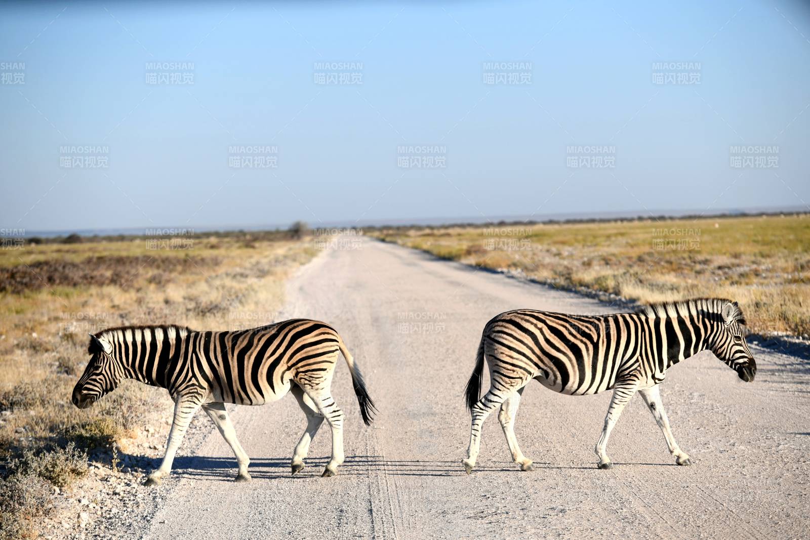 斑马横穿公路图片