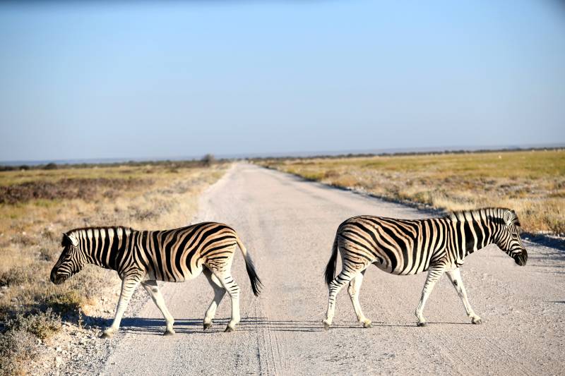 斑马横穿公路图片