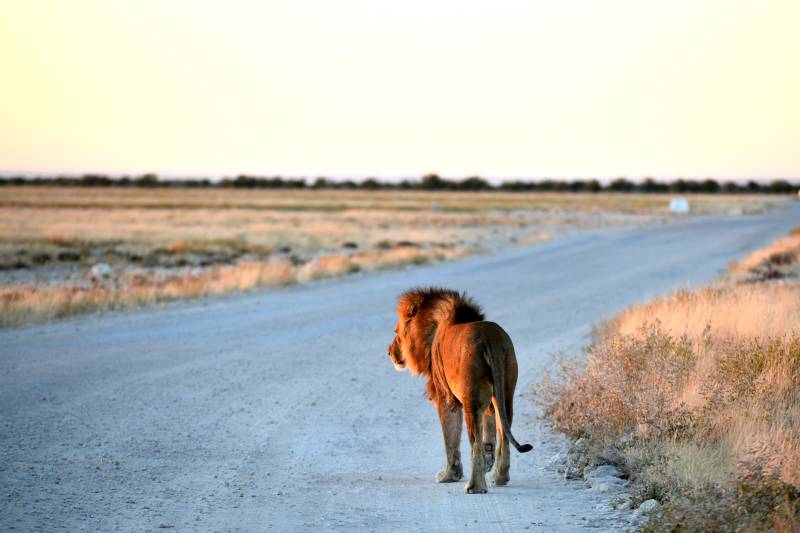 狮行荒野路图片
