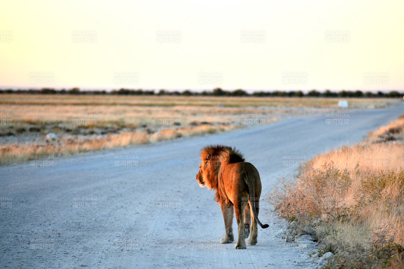 狮行荒野路图片