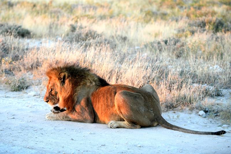 雄狮静卧草原图片