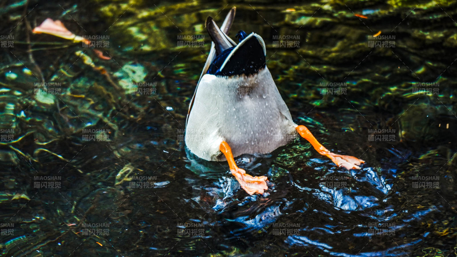 鸭子倒立水中图片