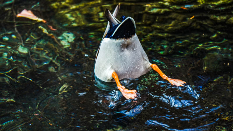 鸭子倒立水中图片