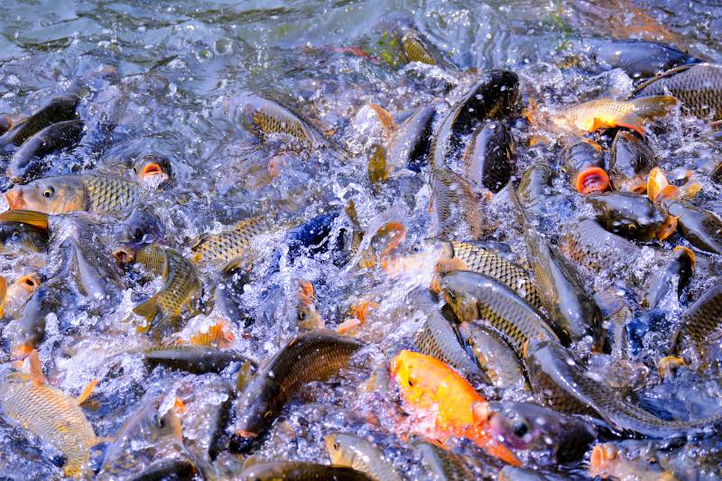鱼群争食水面图片