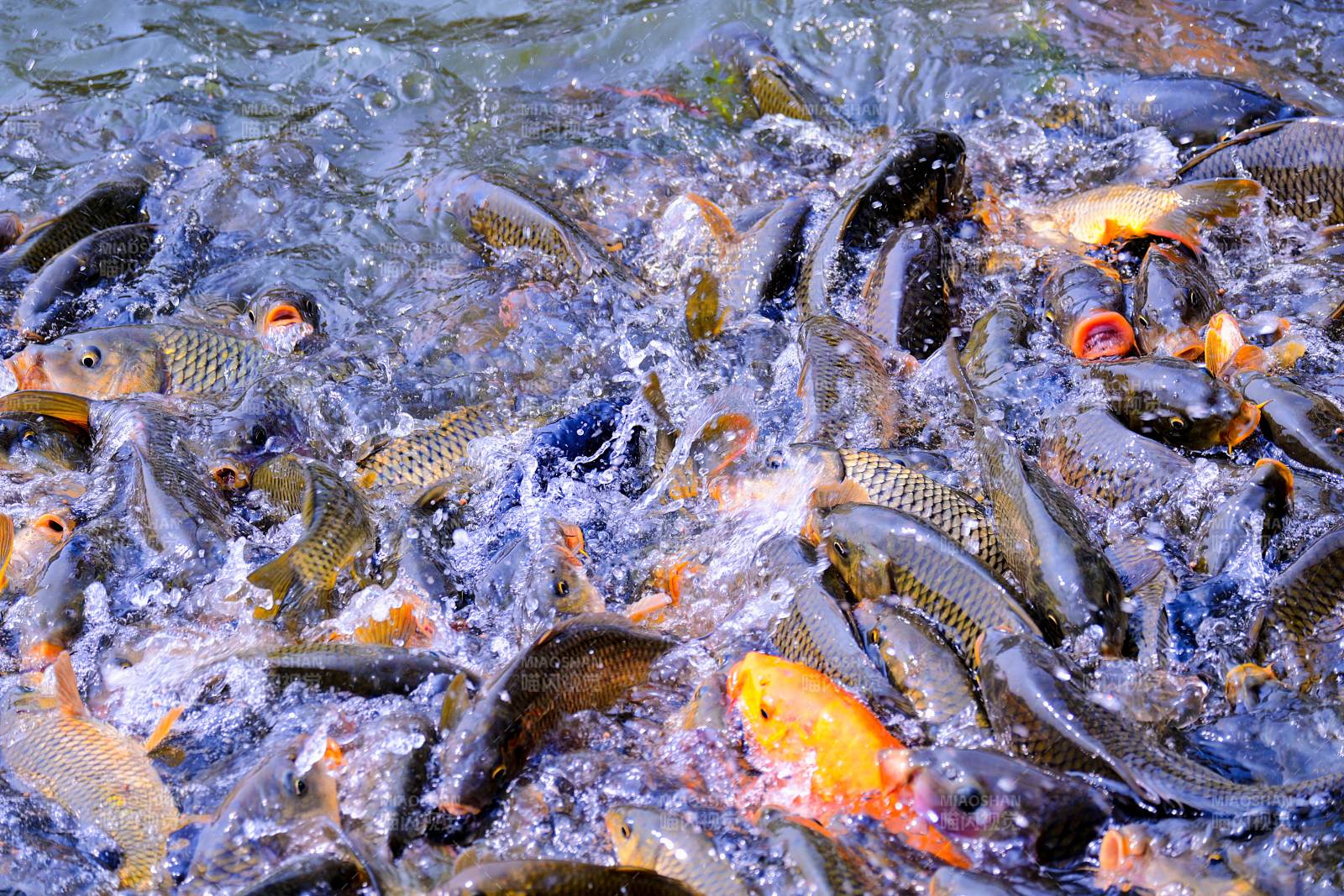 鱼群争食水面图片
