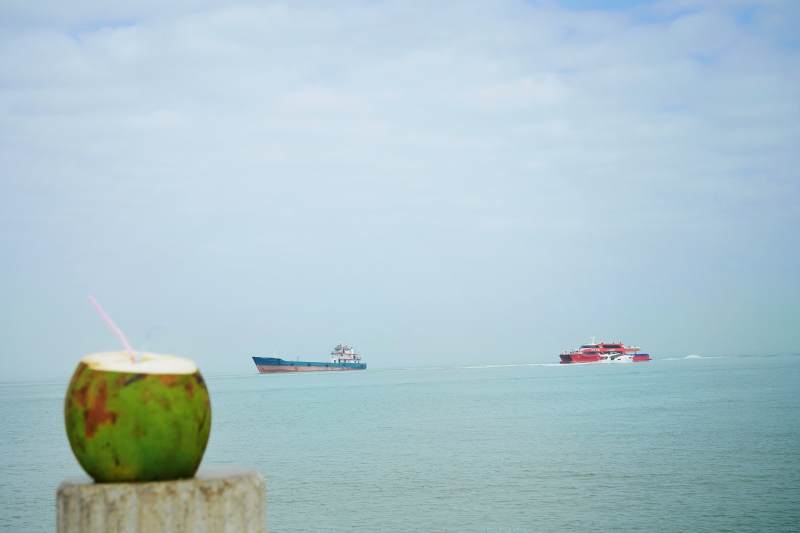椰子与海景图片