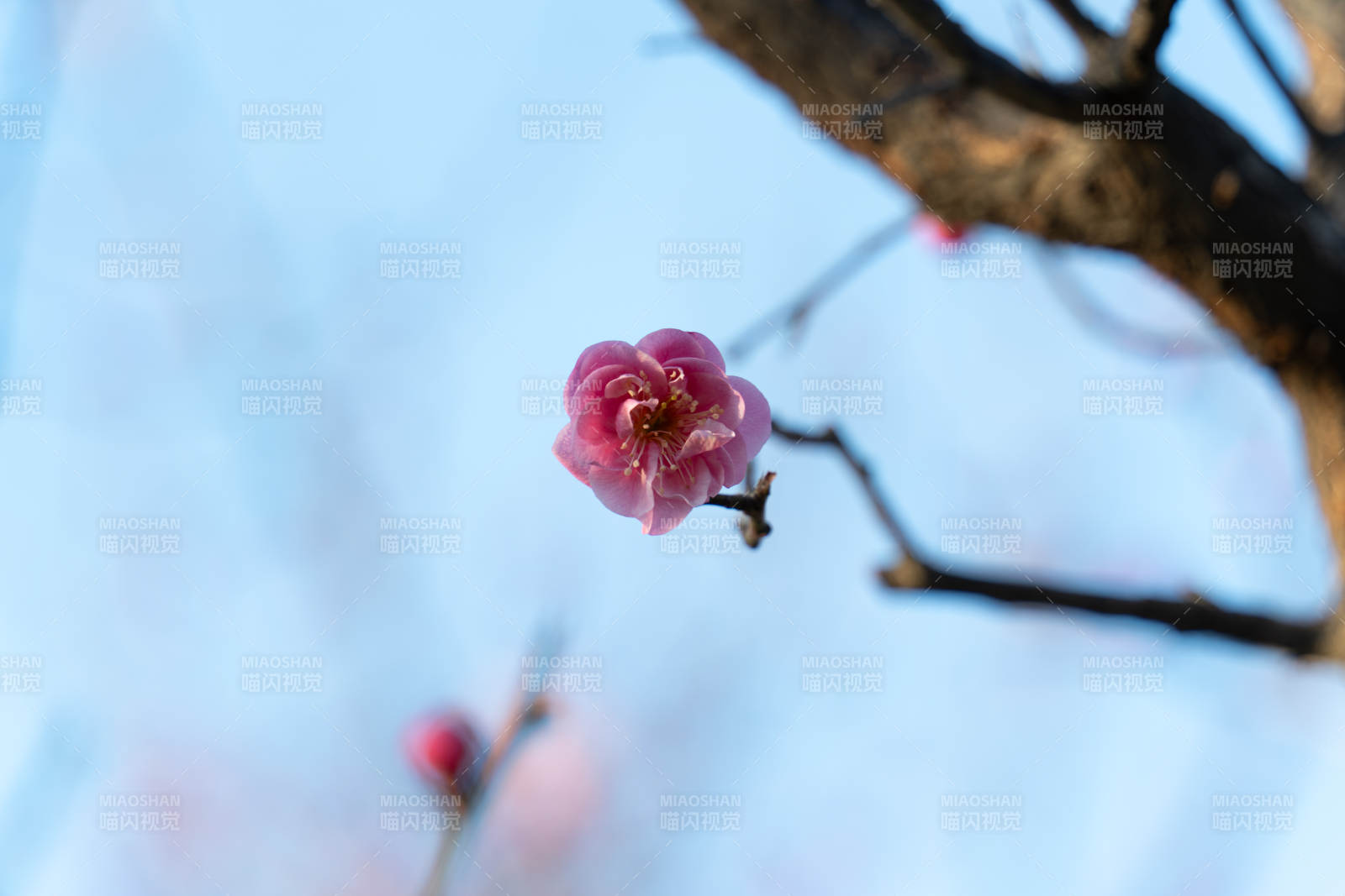 梅花绽放枝头图片