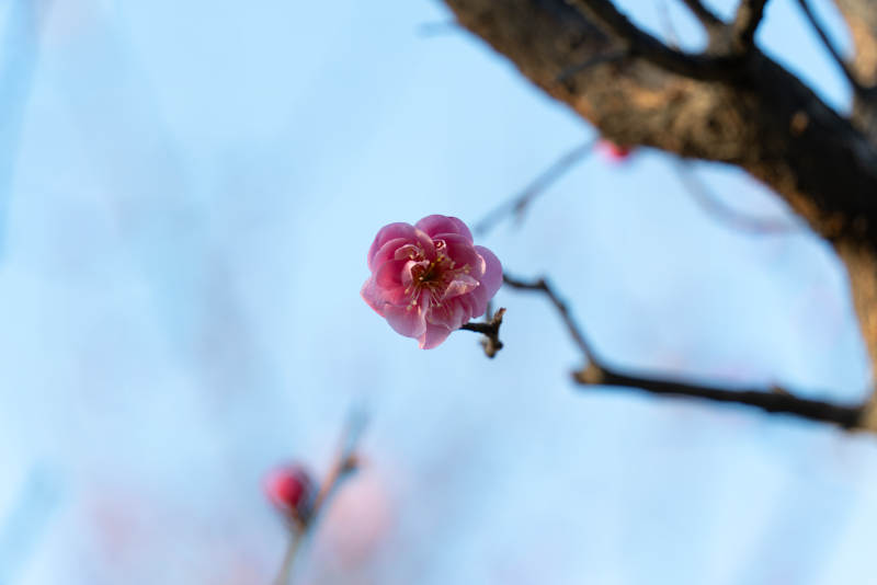 梅花绽放枝头图片