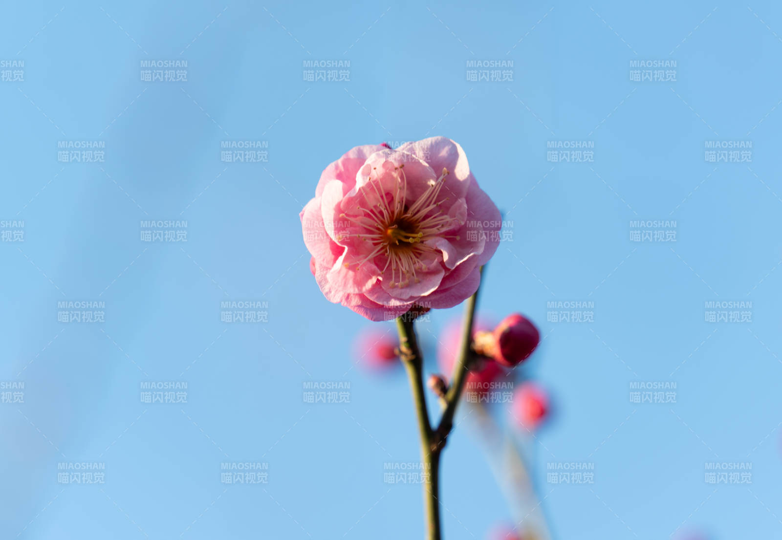 梅花绽放迎春光图片