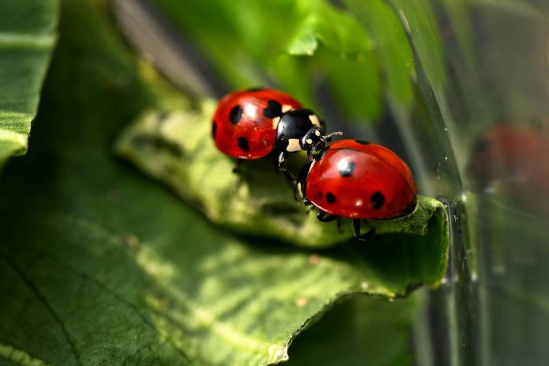 瓢虫叶上相依图片