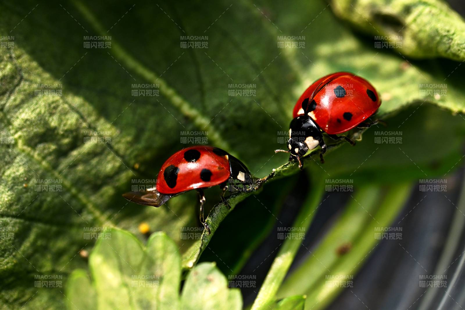 瓢虫叶上相逢图片