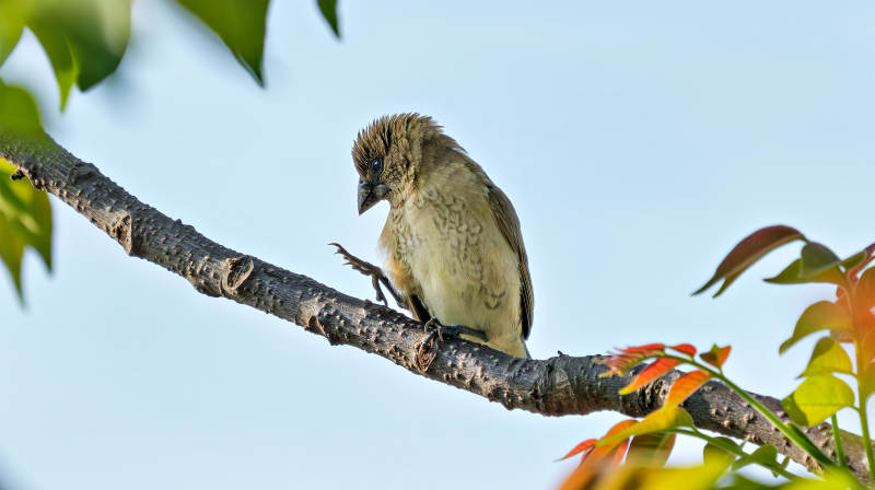 小鸟栖枝头图片