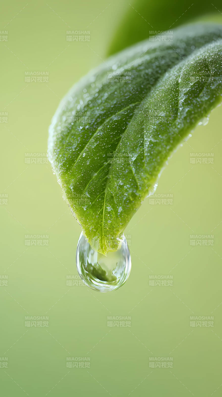 叶尖水滴图片