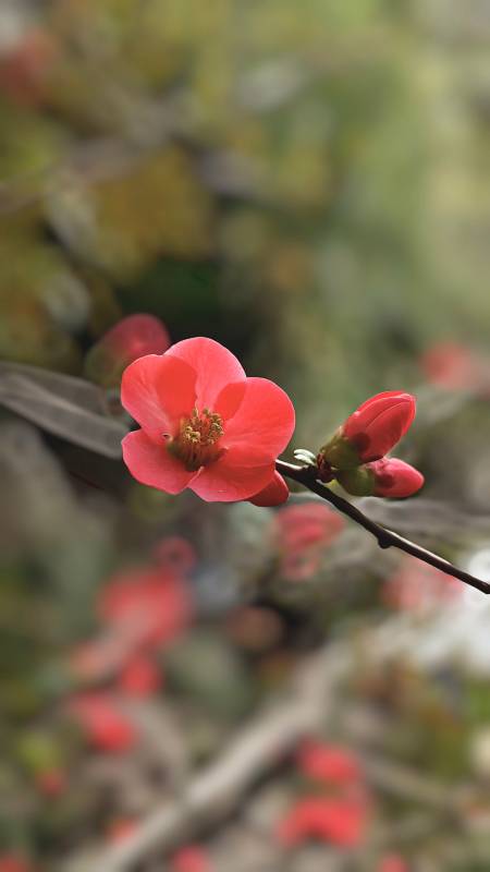 红花绽放枝头图片